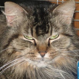 Meet your Posher, Toni